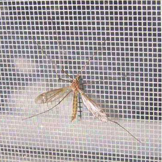 Москитные сетки